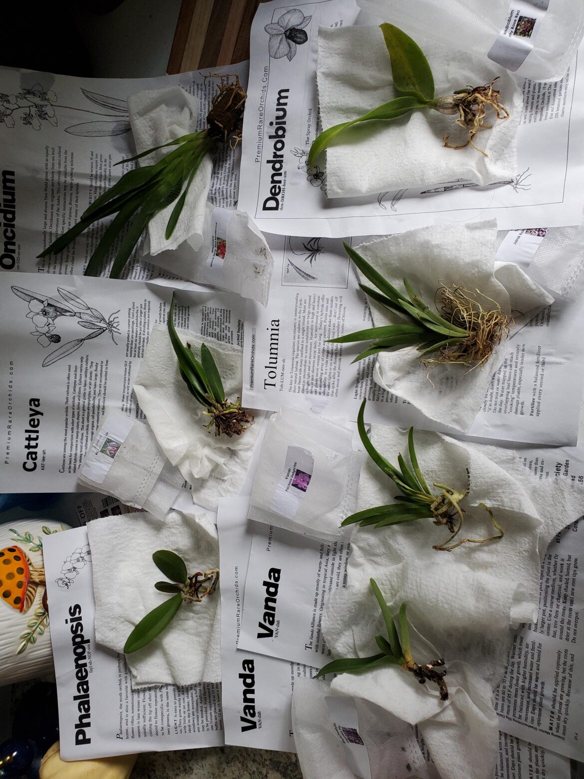 My order from premium rare orchids My order from premium rare orchids