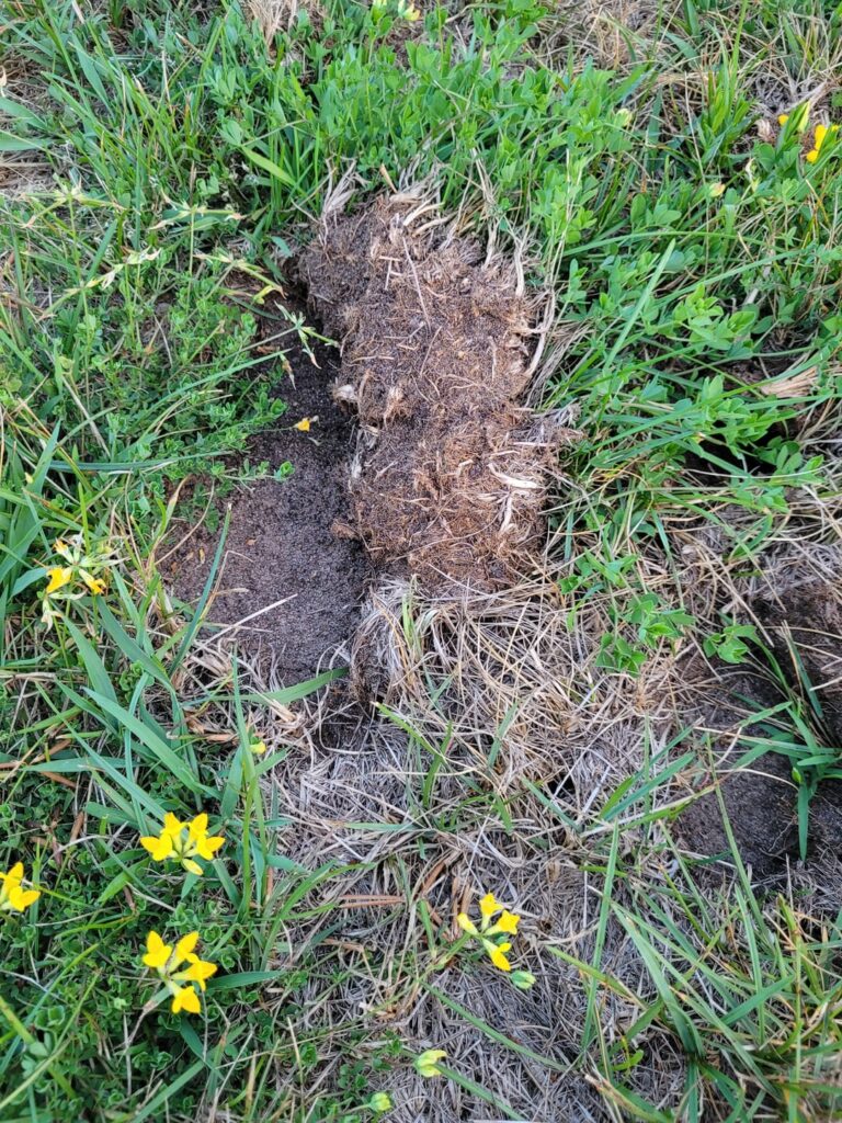 What's doing this to my lawn?