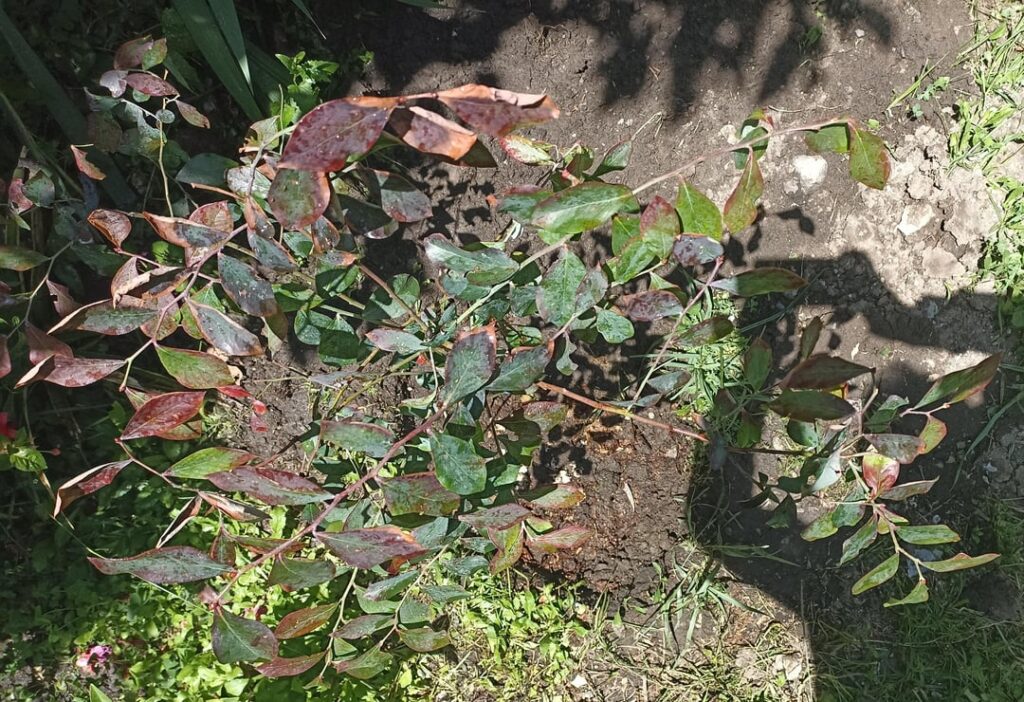 Help: blueberry with red leaves