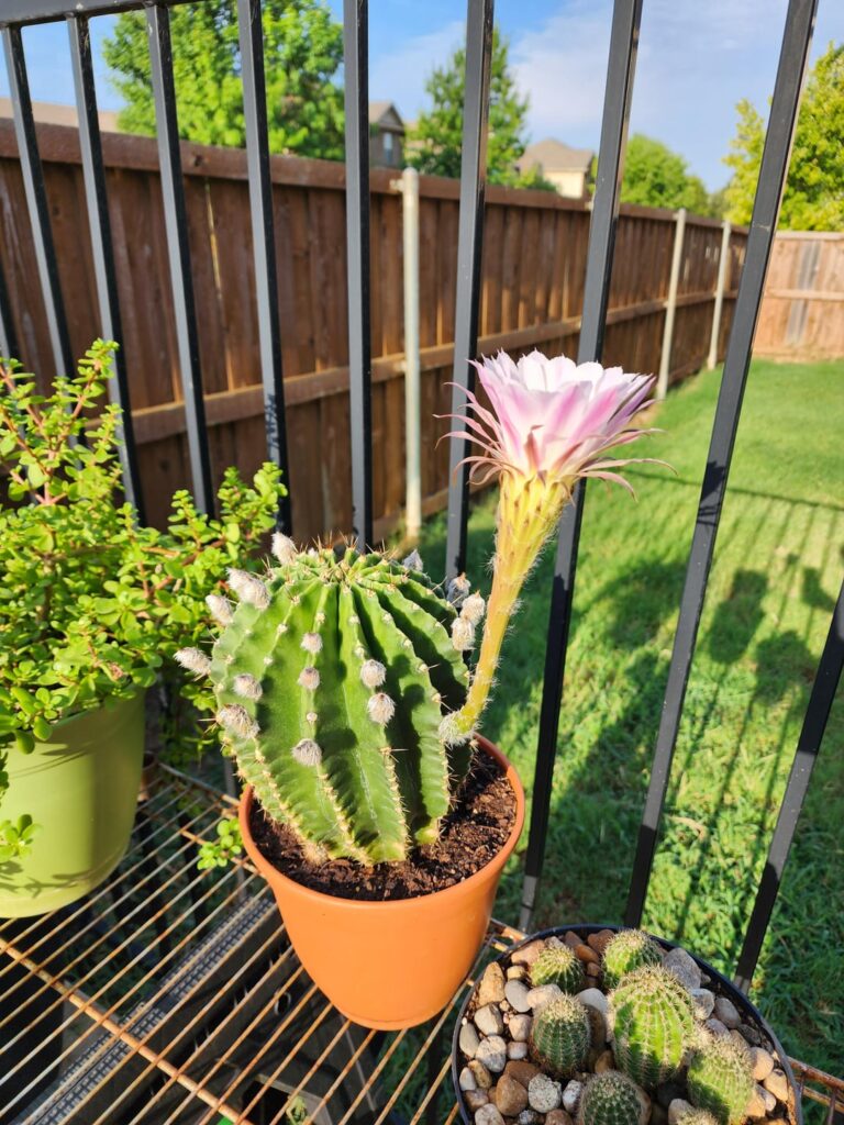 Help me identify 20 year old cactus (Bonus flower pics!)