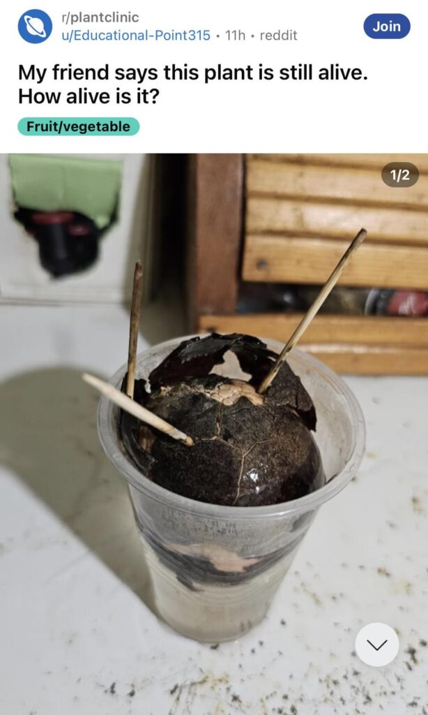 my friend says this plant is still alive. How alive is it?