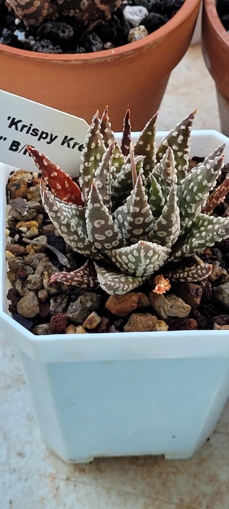 Tulista pumila cv "Krispy Kreme Supreme"