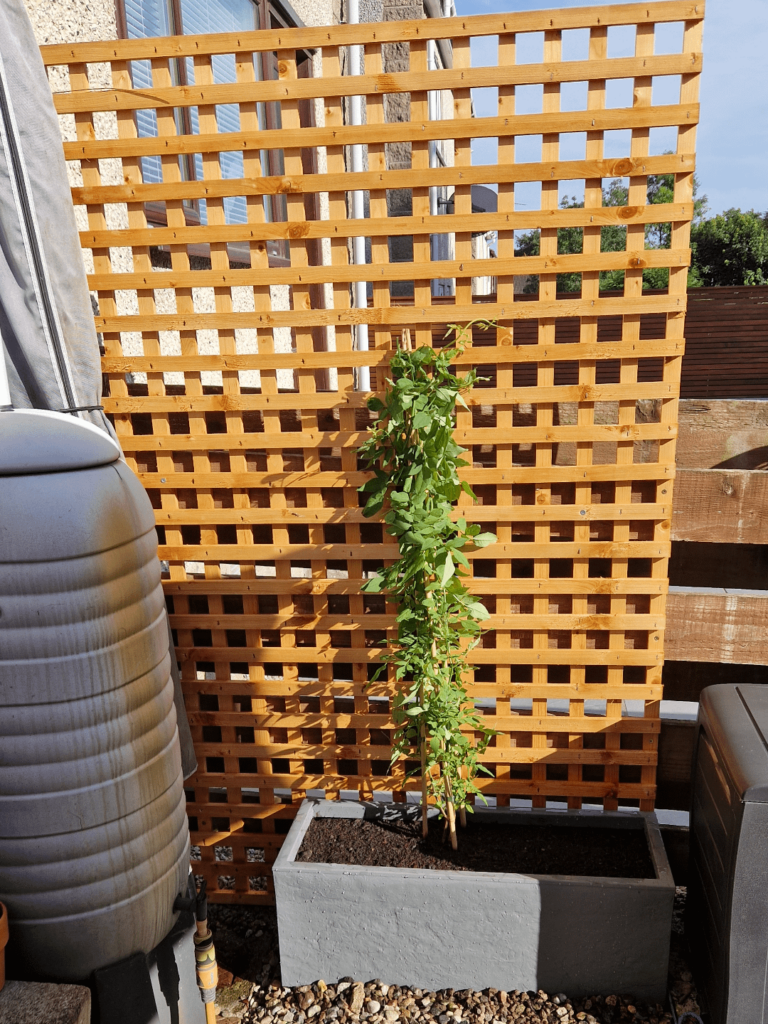 Advice on Jasmine Advice on Jasmine