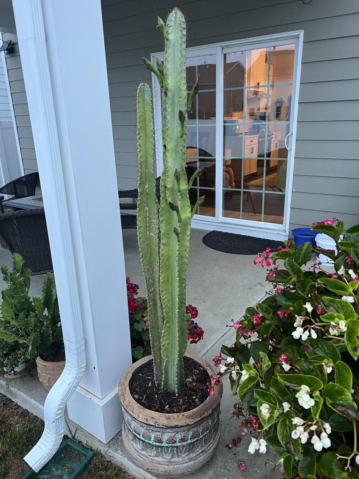 Getting close… first bloom. 4 years old .