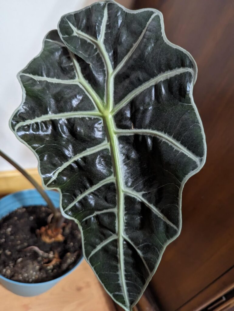 What is the lil baby I recieved as a gift today?