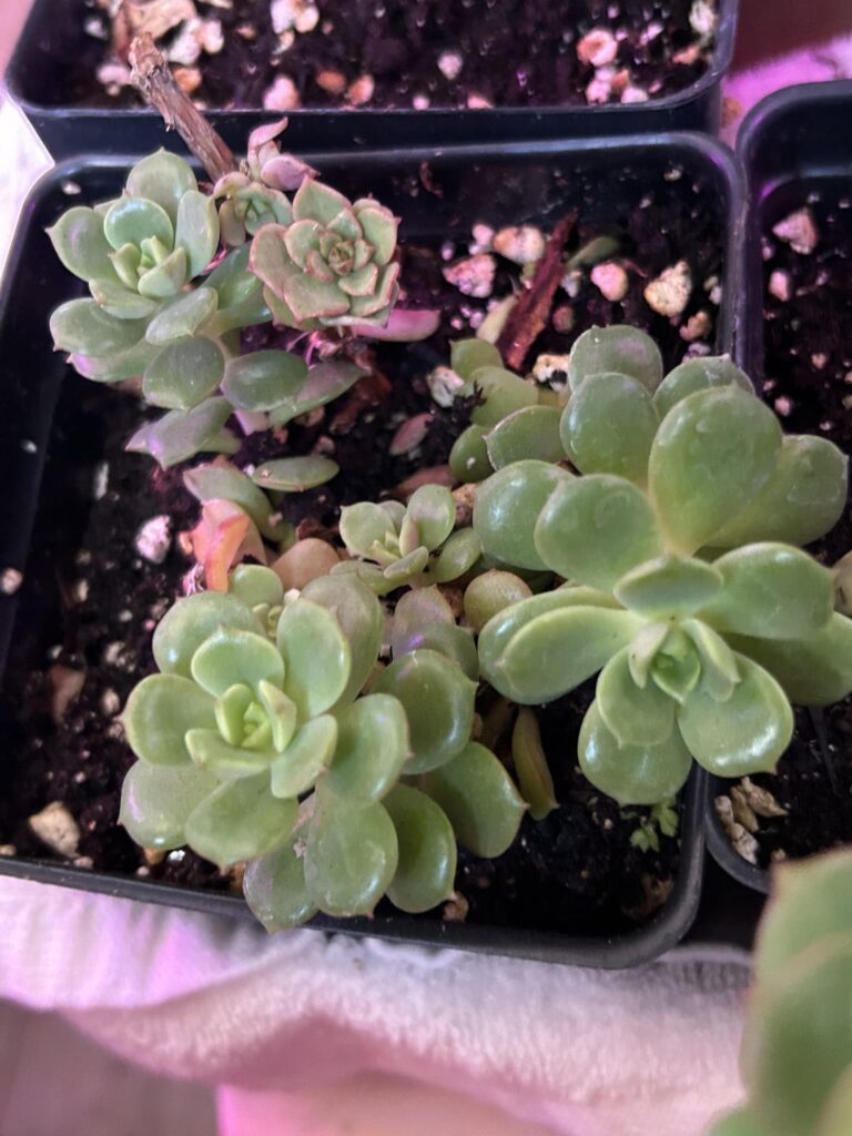 Hello plant buddies 👋 I’m in love with my newest addition I just don’t know it’s name . Can anyone help I.d them please I posted a picture that I think it could be idk tbh any advice will be greatly helpful. Thank you ☺️ 🪴🌱🪷