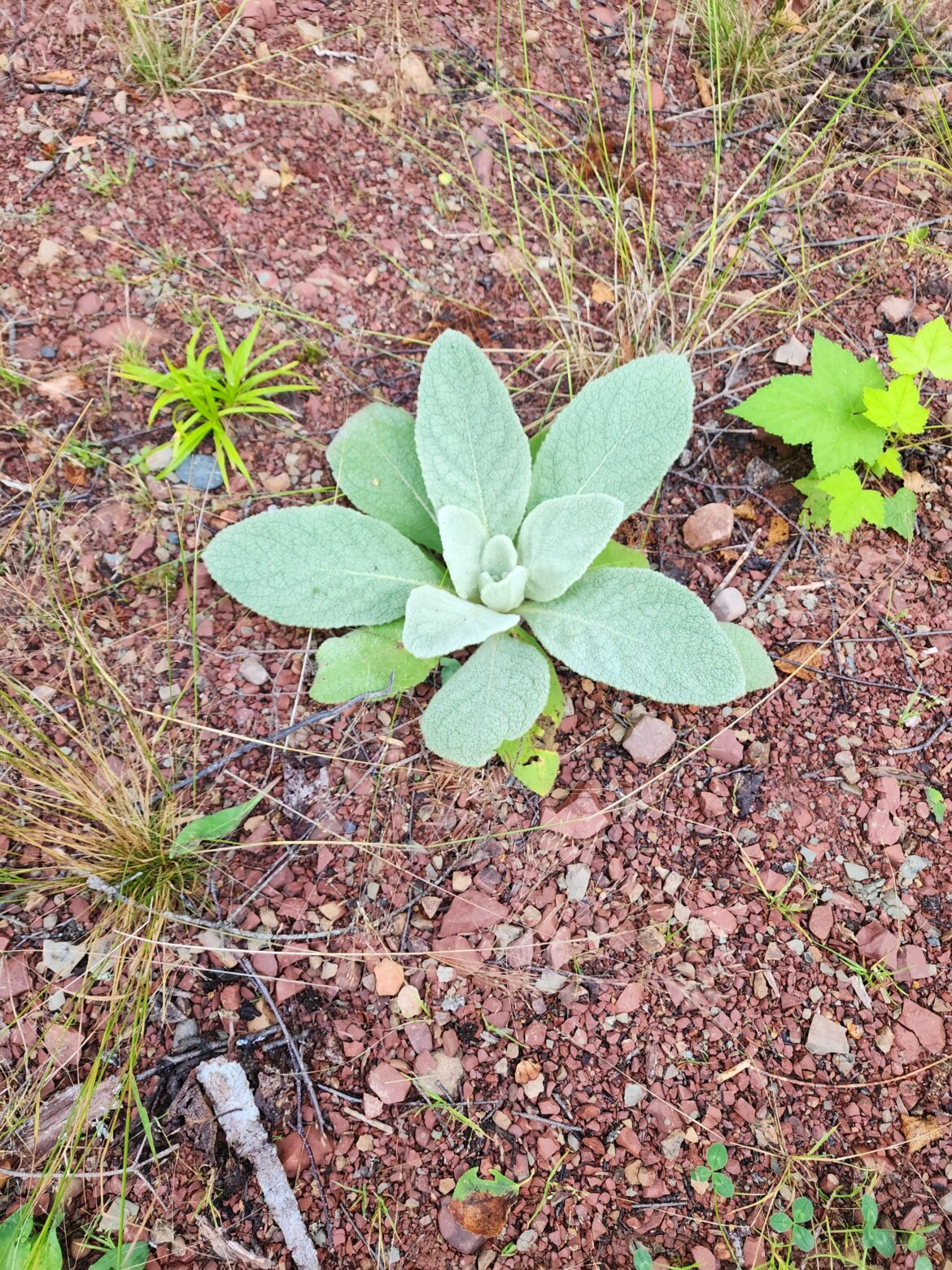 Is this lambs ear?