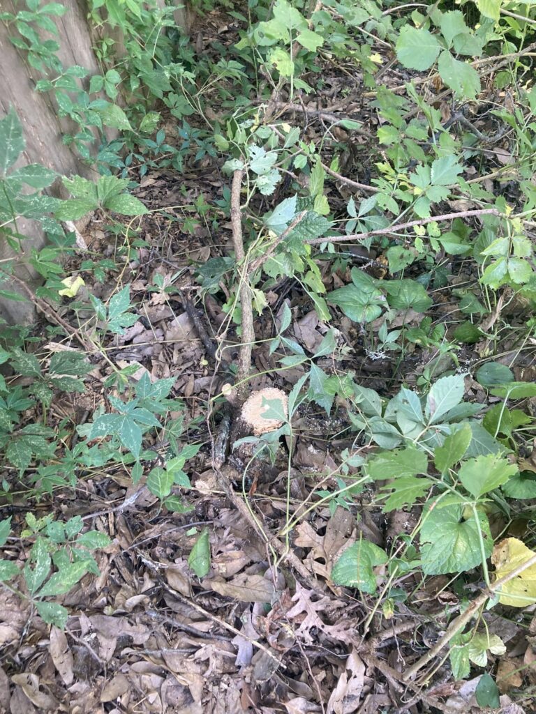 Power company cut down my elderberried