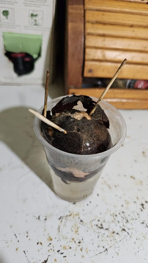 My friend says this plant is still alive. How alive is it?