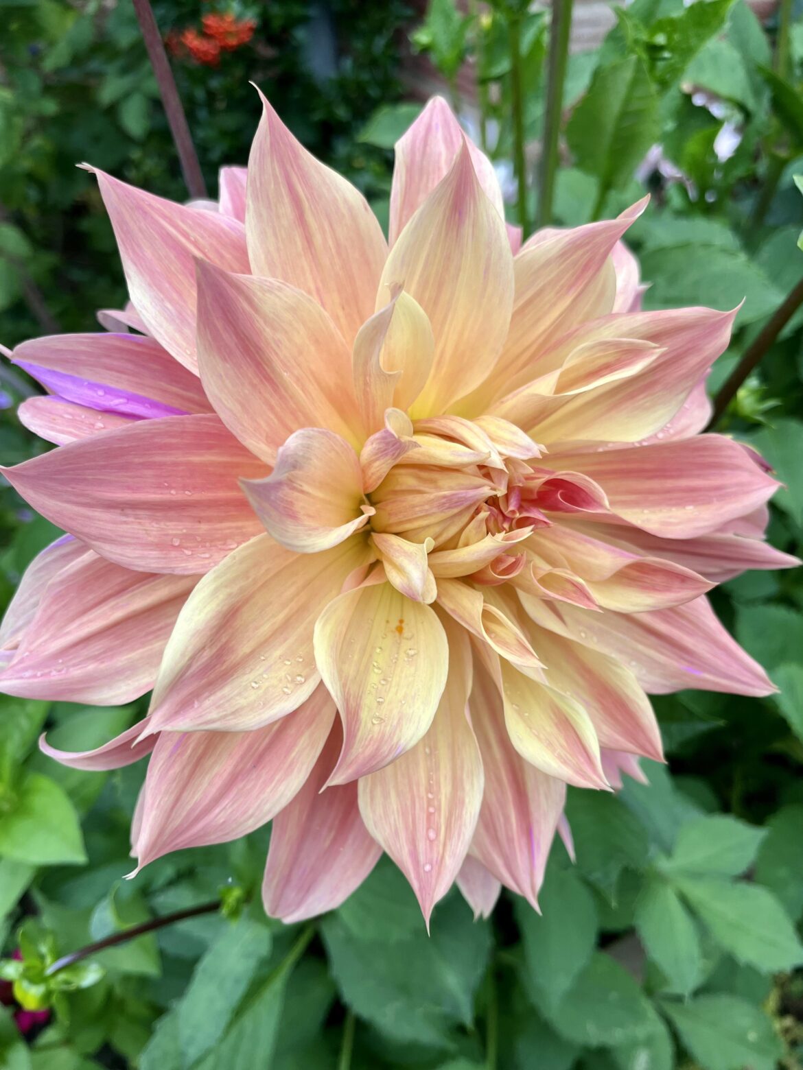 Can anyone ID this please? Bought as Rancho… obviously isn’t