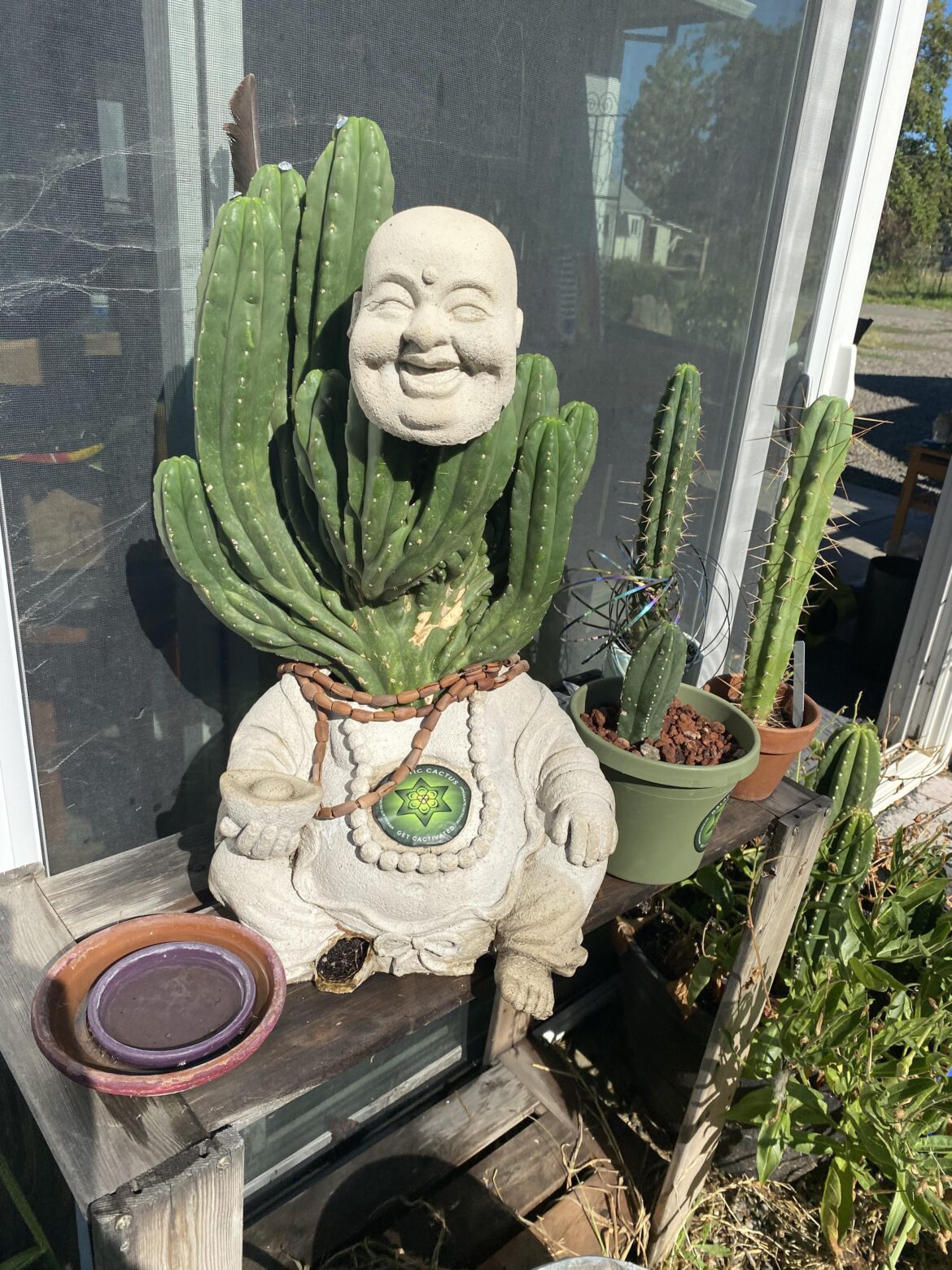 Who is growing who! Get Cactivated! Did you know Huachuma means Headless?