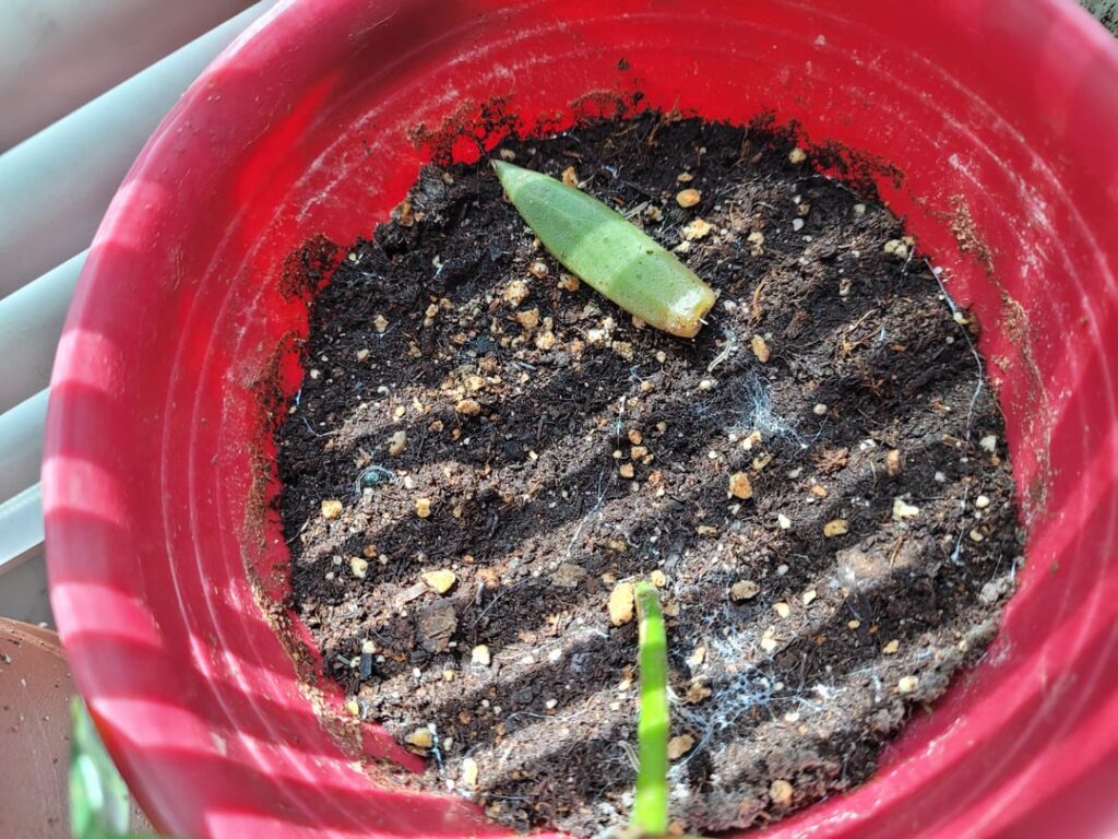 Clear worms in potted plant