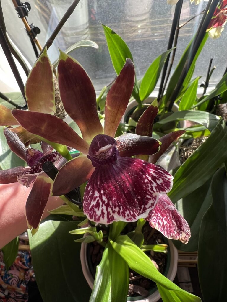 Help me ID my Trader Joe’s babies