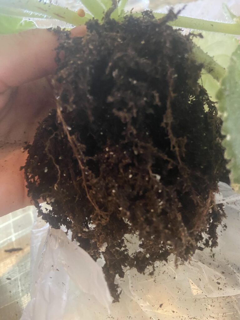 Is this root rot?