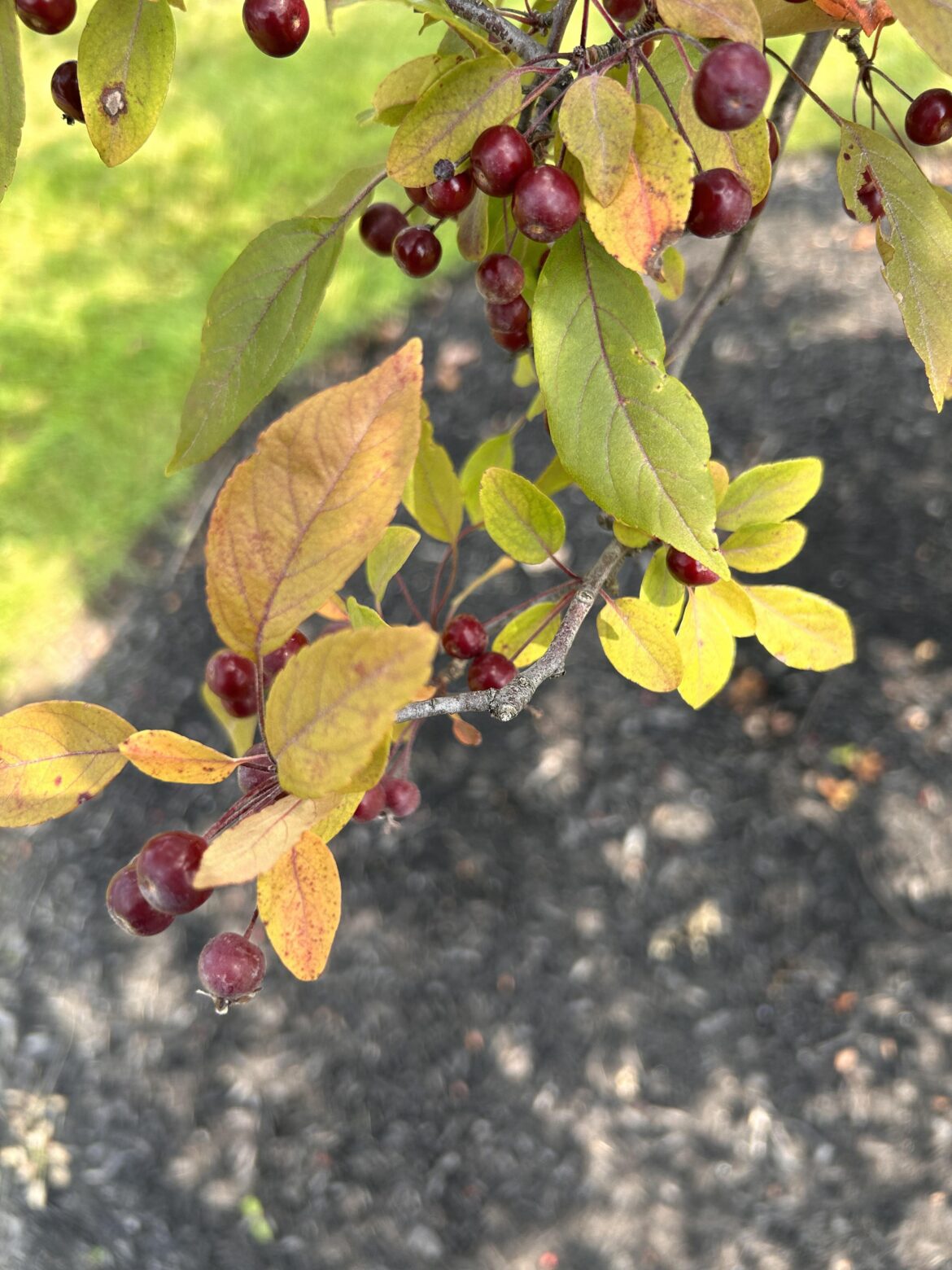Dark red berry in Western NY