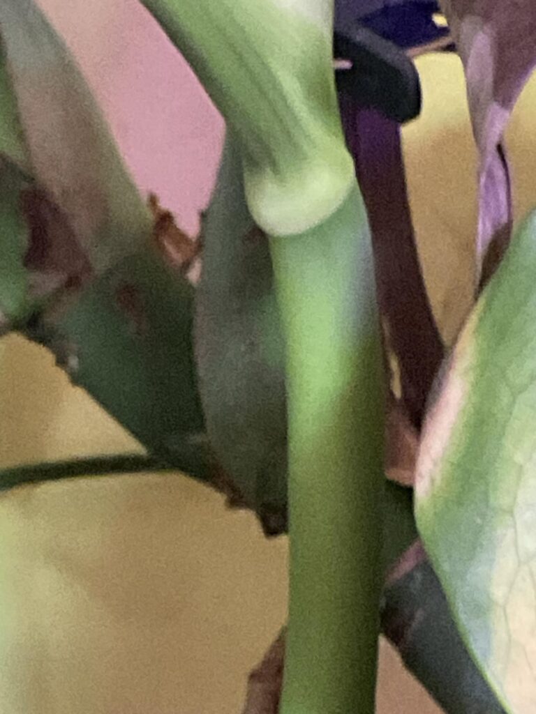 My old green Monstera has started putting out all white leaves, which die within days. Now it’s starting to put out splotchy leaves. Is it possible ,looking at the nodes, but it might be starting to be “verigated?” Is it possible it’s just “sport?” this has been going on for about four months. My old green Monstera has started putting out all white leaves, which die within days. Now it’s starting to put out splotchy leaves. Is it possible ,looking at the nodes, but it might be starting to be “verigated?” Is it possible it’s just “sport?” this has been going on for about four months.