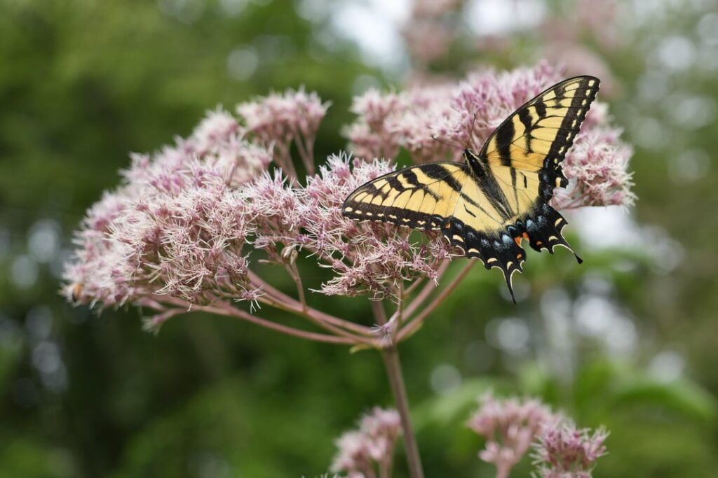 Checking out what is popular with the pollinators in SE PA USA