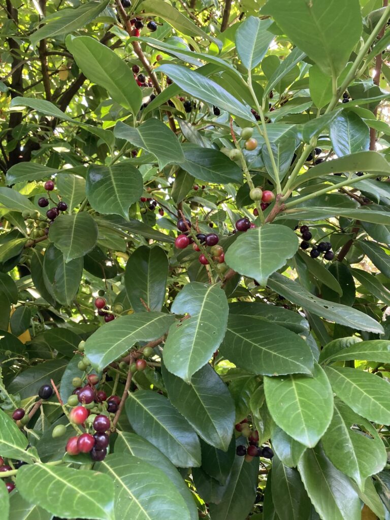 what is growing in my backyard?