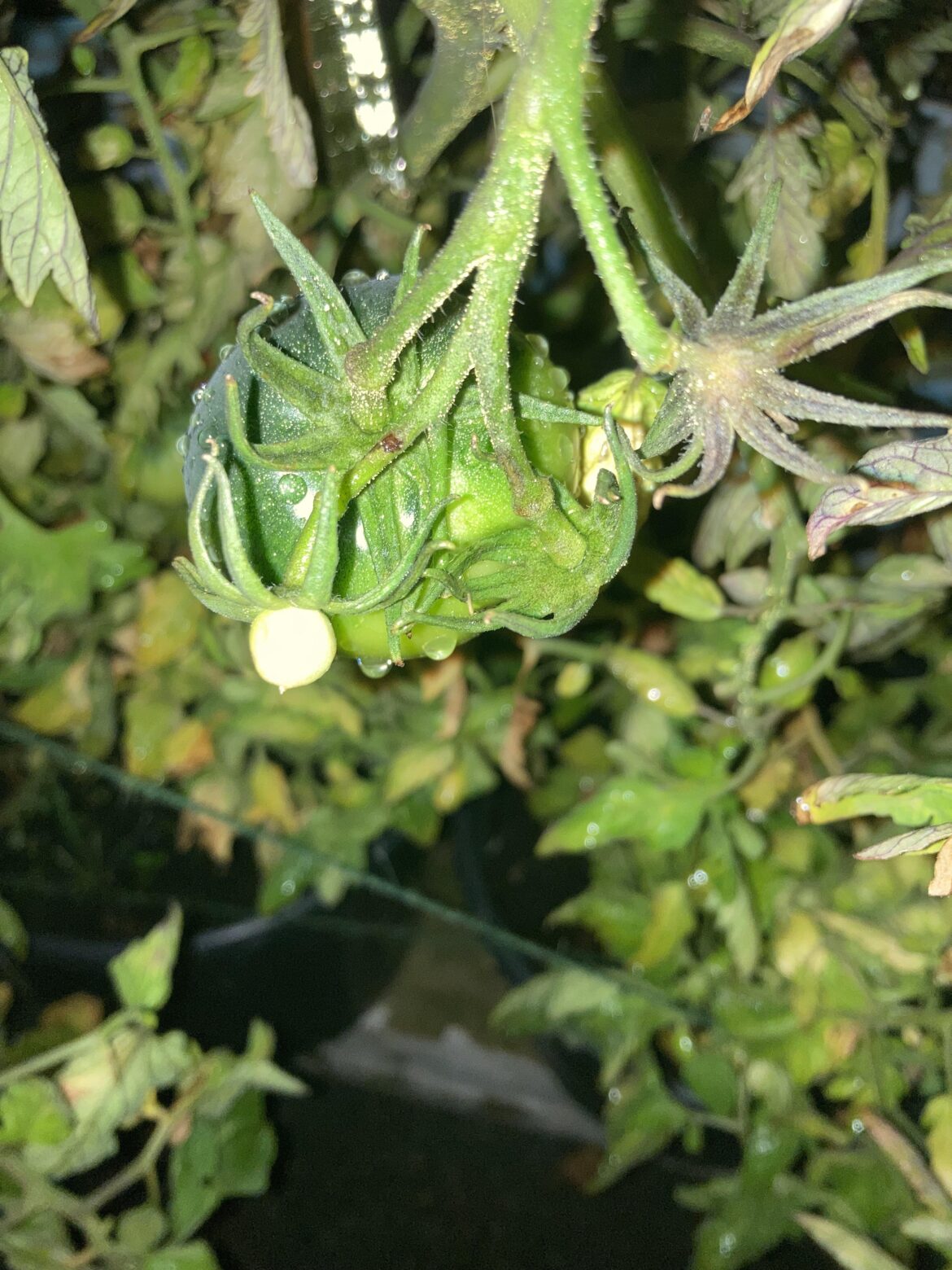 What happened with this tiny one, why did it never get started?