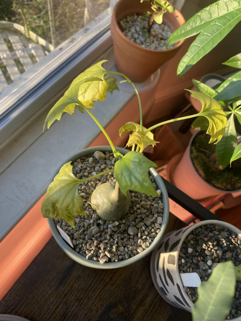 Gerrardanthus macrorhizusn. I think I overwatered. Any help?