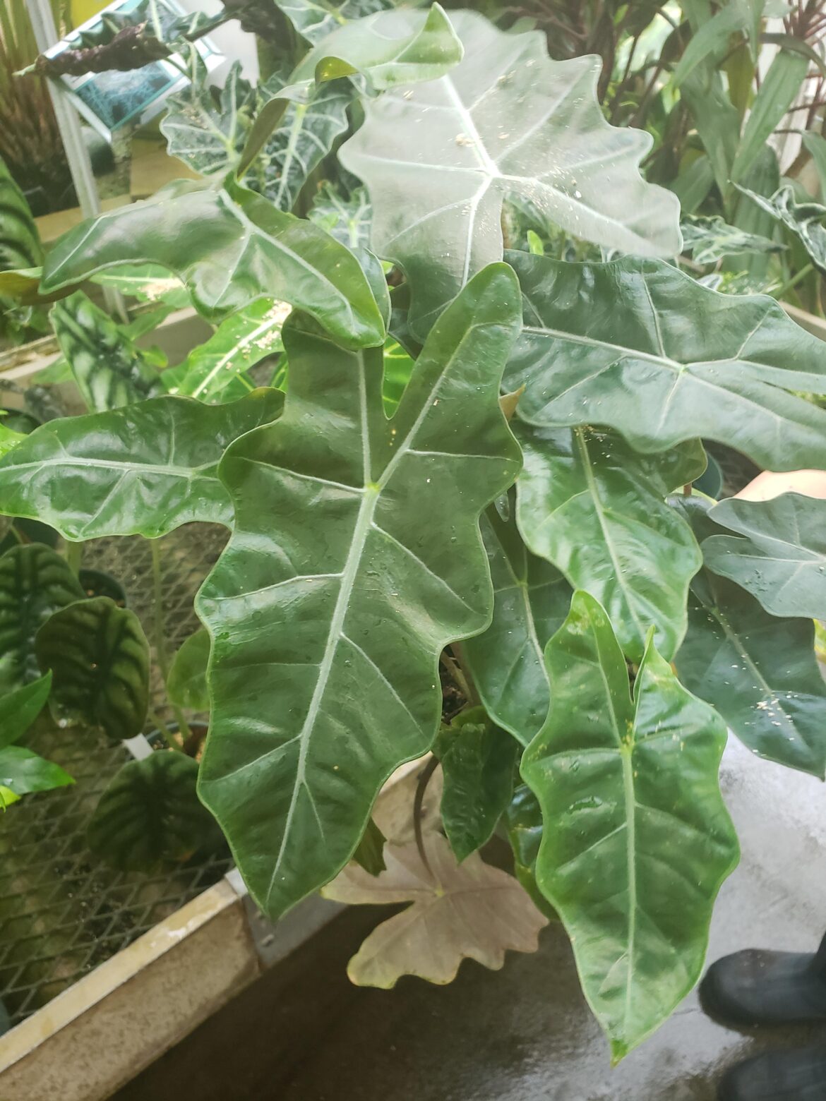 Found this species unidentified; undersides are a splotchy reddish/purple. I know it might be a long shot, but anyone able to ID?