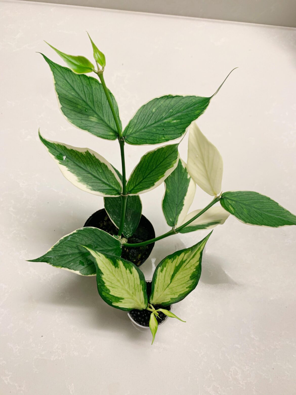 Outer and inner variegated Polyneura😊