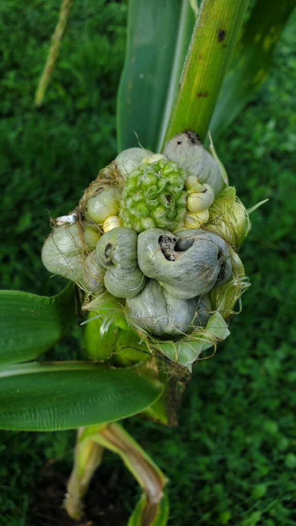 What is this plant/bug/disease? Found on corn in Ohio