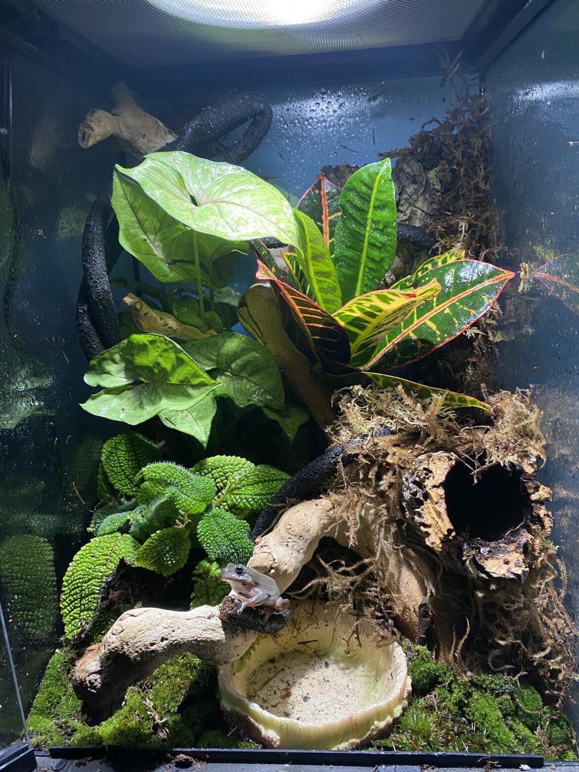 Upgraded whites tree frog vivarium
