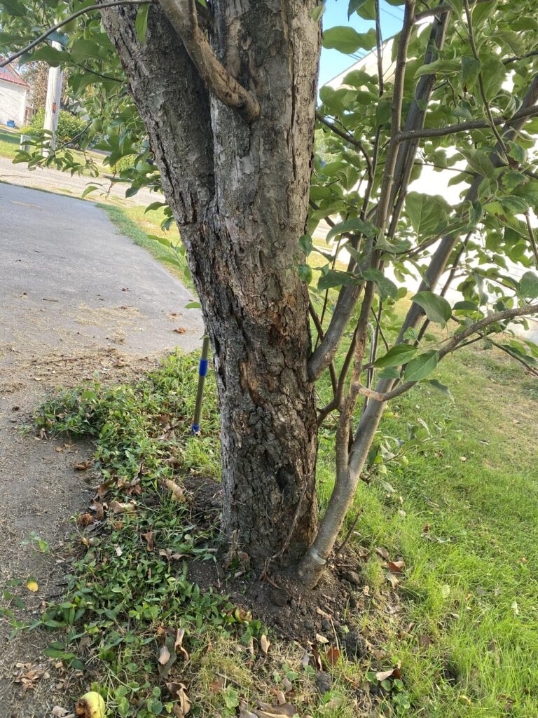The house I bought has two apple trees. This year this one is pretty looking sick. Anyone know how I can help it?