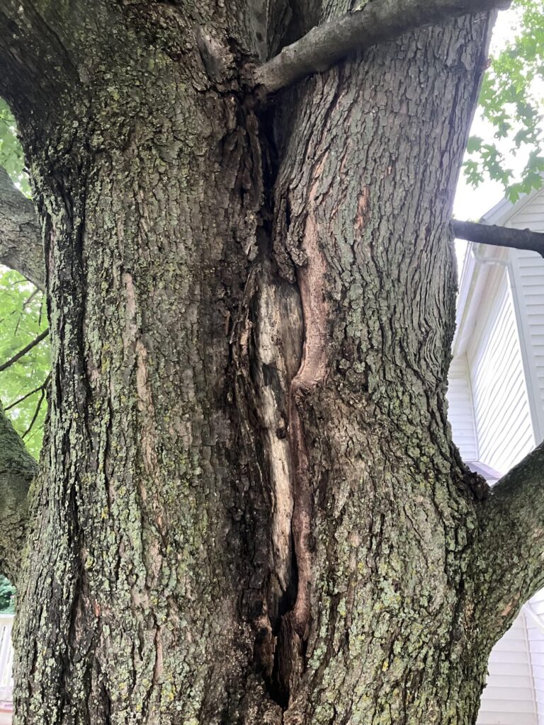 Maple tree damage - anything I can do?