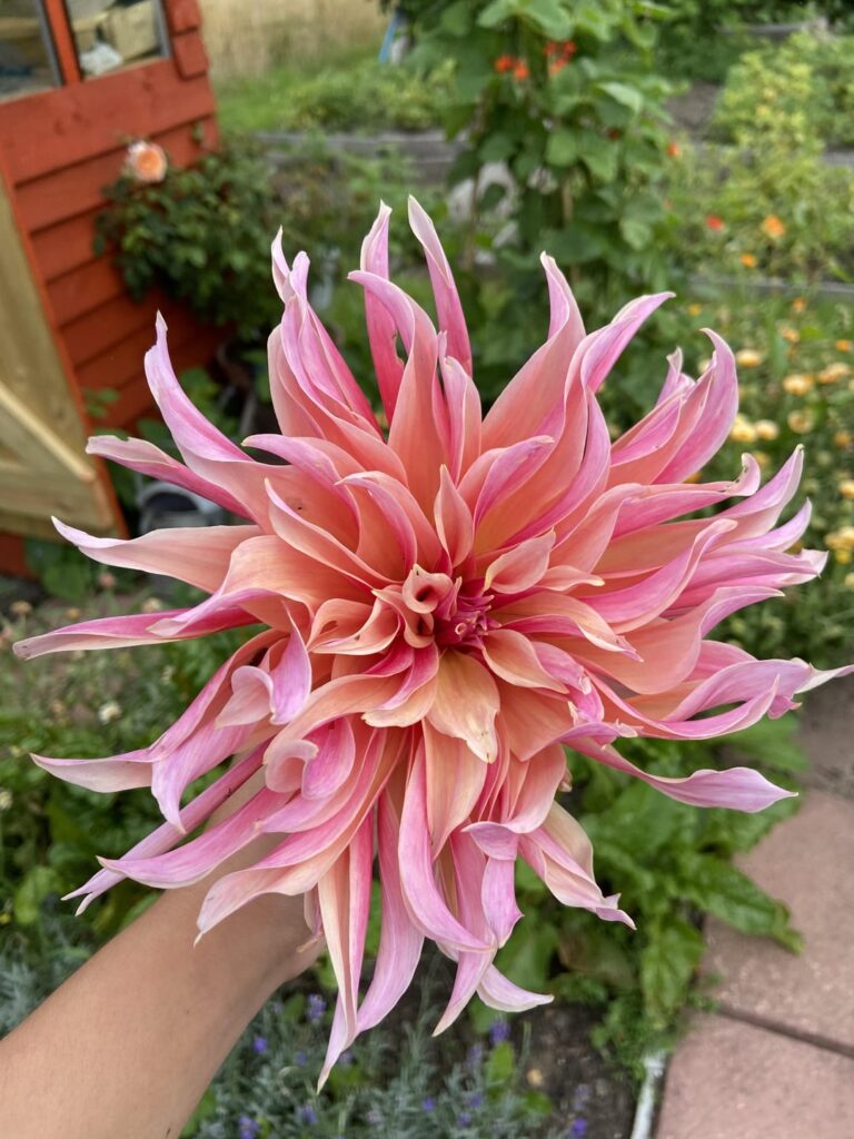 First year growing dahlias!