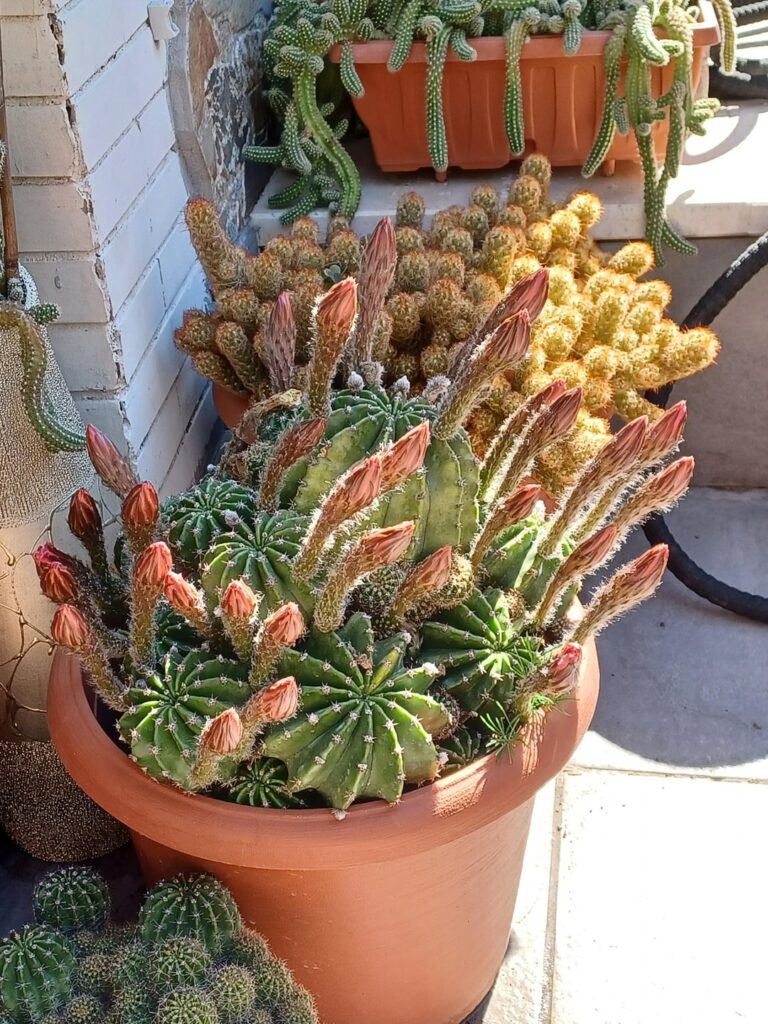 The beauty of cactus flowers, I wanted to share my cactus gifts with you.