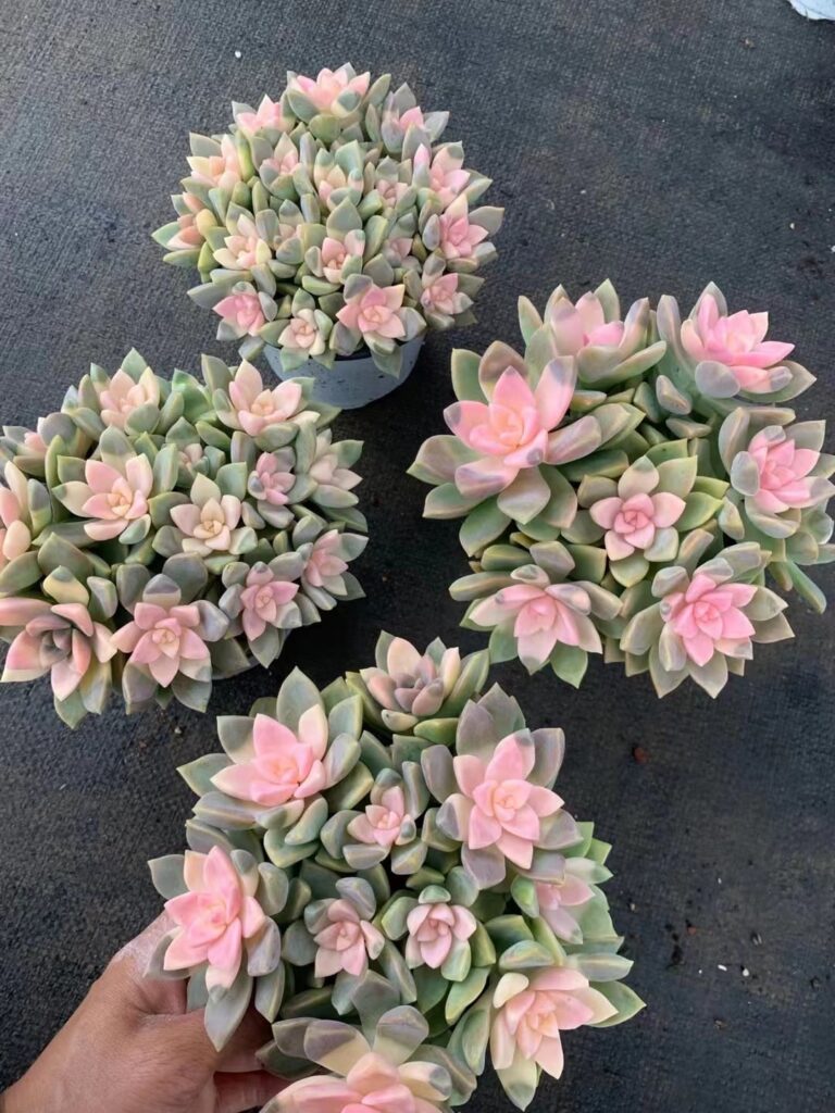 Lovely Succulents