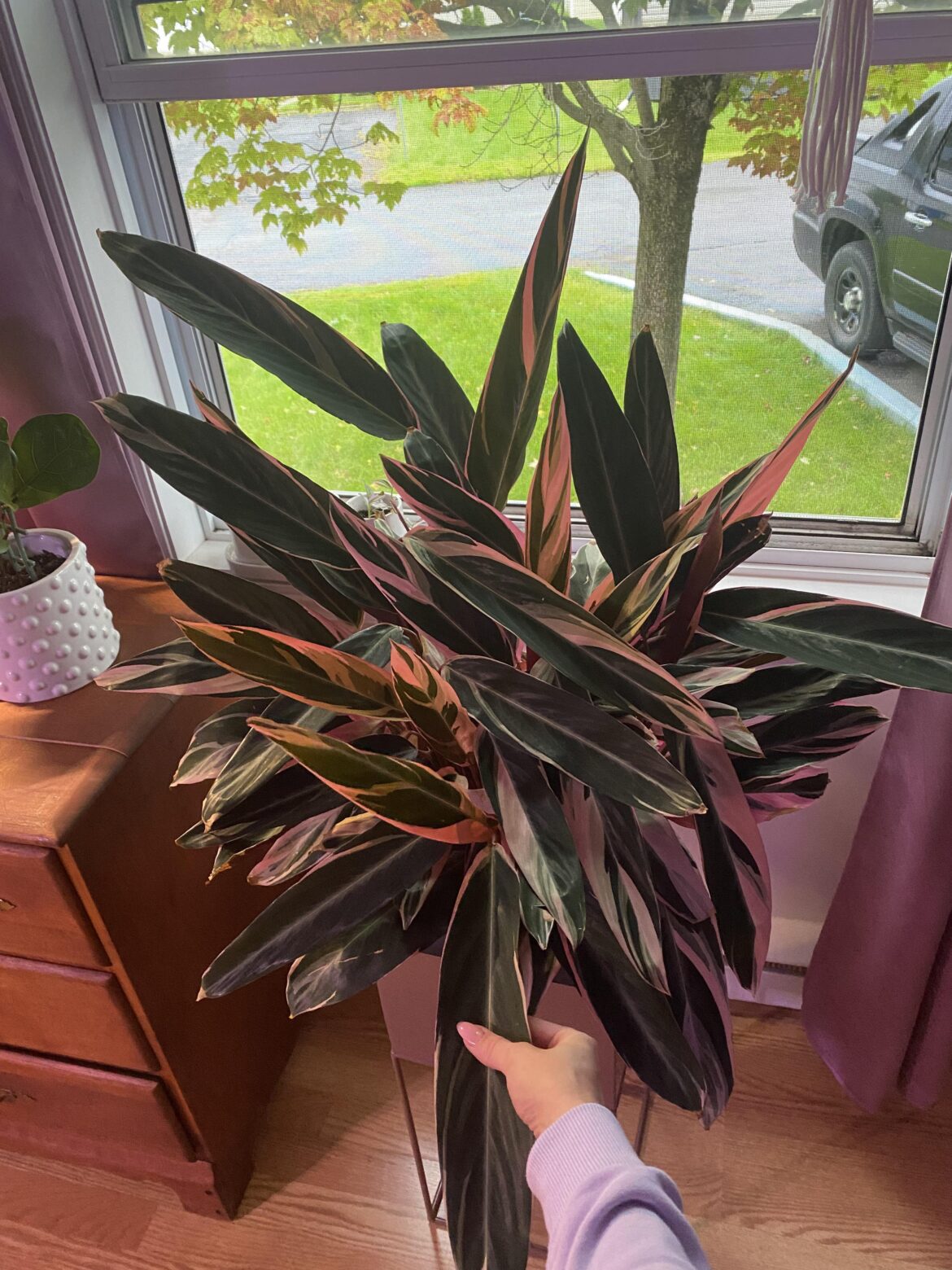 My stromanthe triostar is getting pretty huge, hand for scale