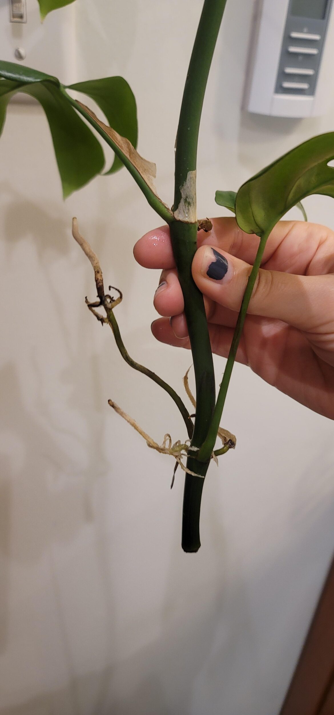 How do I plant this with the roots growing vertically?