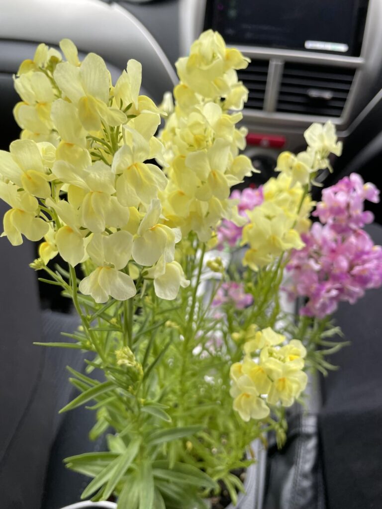 Purchased from my local plant store in South Australia but don’t what they are, any clues? The bees liked them which is why I purchased.