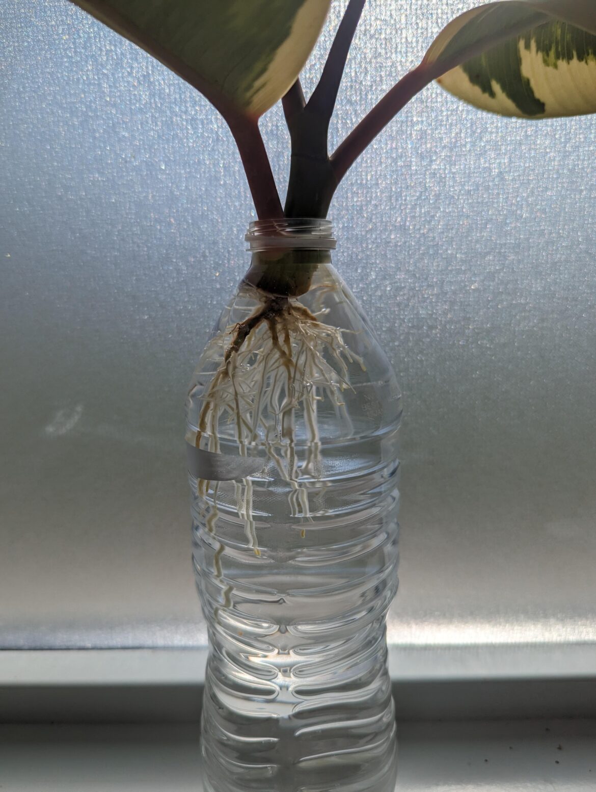 Rubber Plant hasn't stopped growing roots!