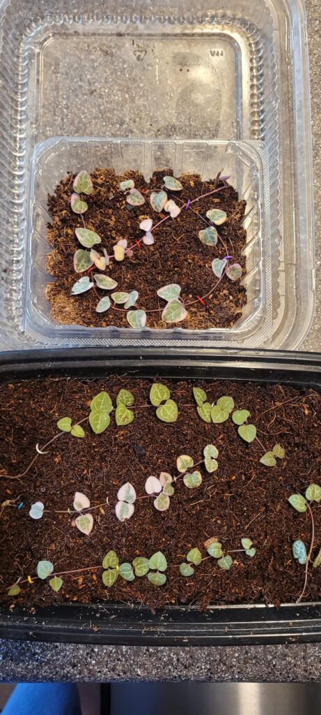 Prop pad for some VSOH & SOH