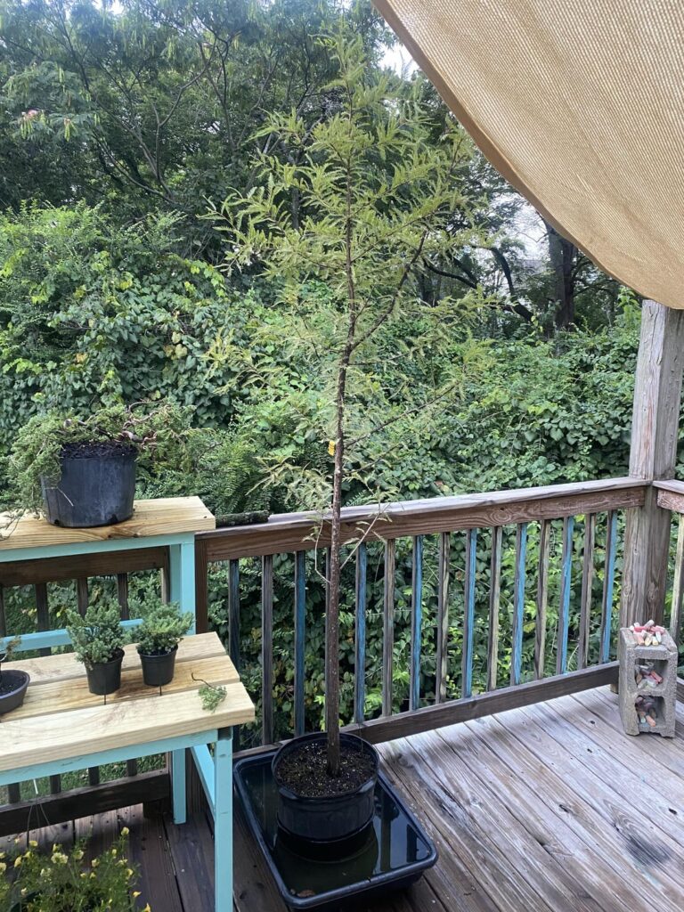 When to take Bald Cypress cuttings?