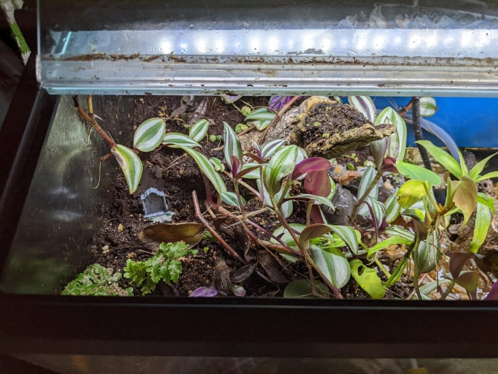 Put some Halloween decorations in my paludarium