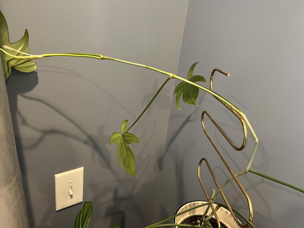 Philodendron Snapped - How to Save it?