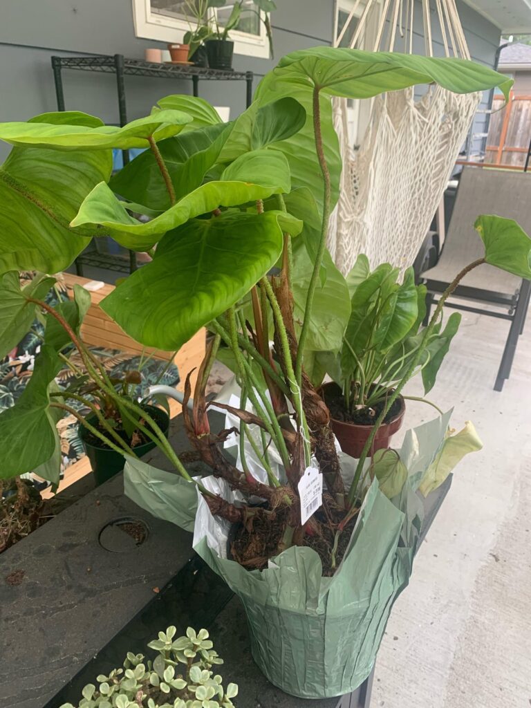 Got this monstrosity for $30 (actually $25 because I had a $5 reward) who is she?