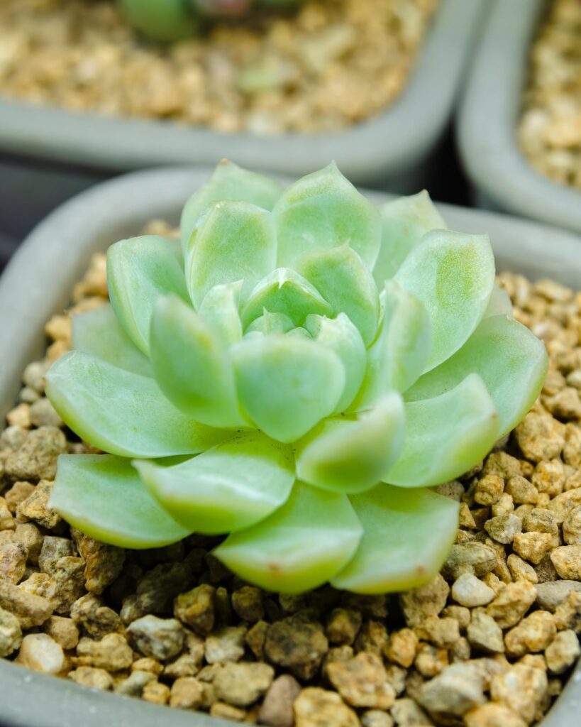 Help with ID please. 1-2 echeveria elegans mexican snowball? 3-4 absolutely no idea. Thanks.