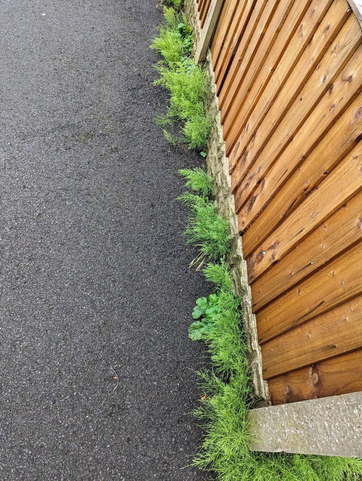 How do I get rid of these weeds coming through the tarmac in front of my fence?