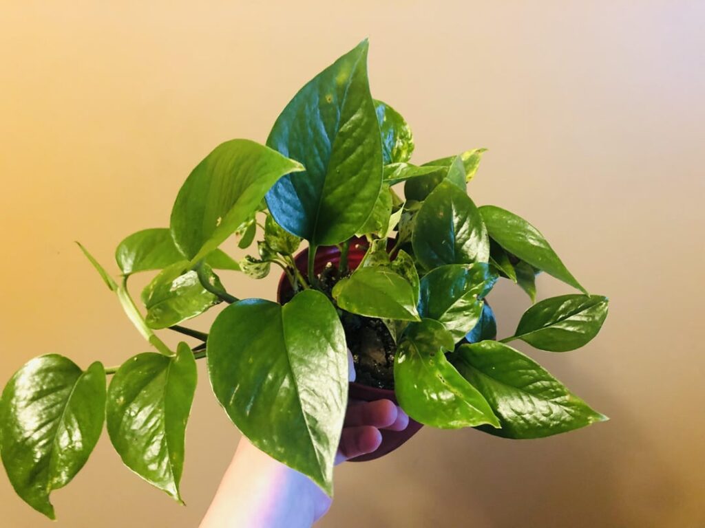 My original stick plant. Started out with zero leaves. Around a full year old now.