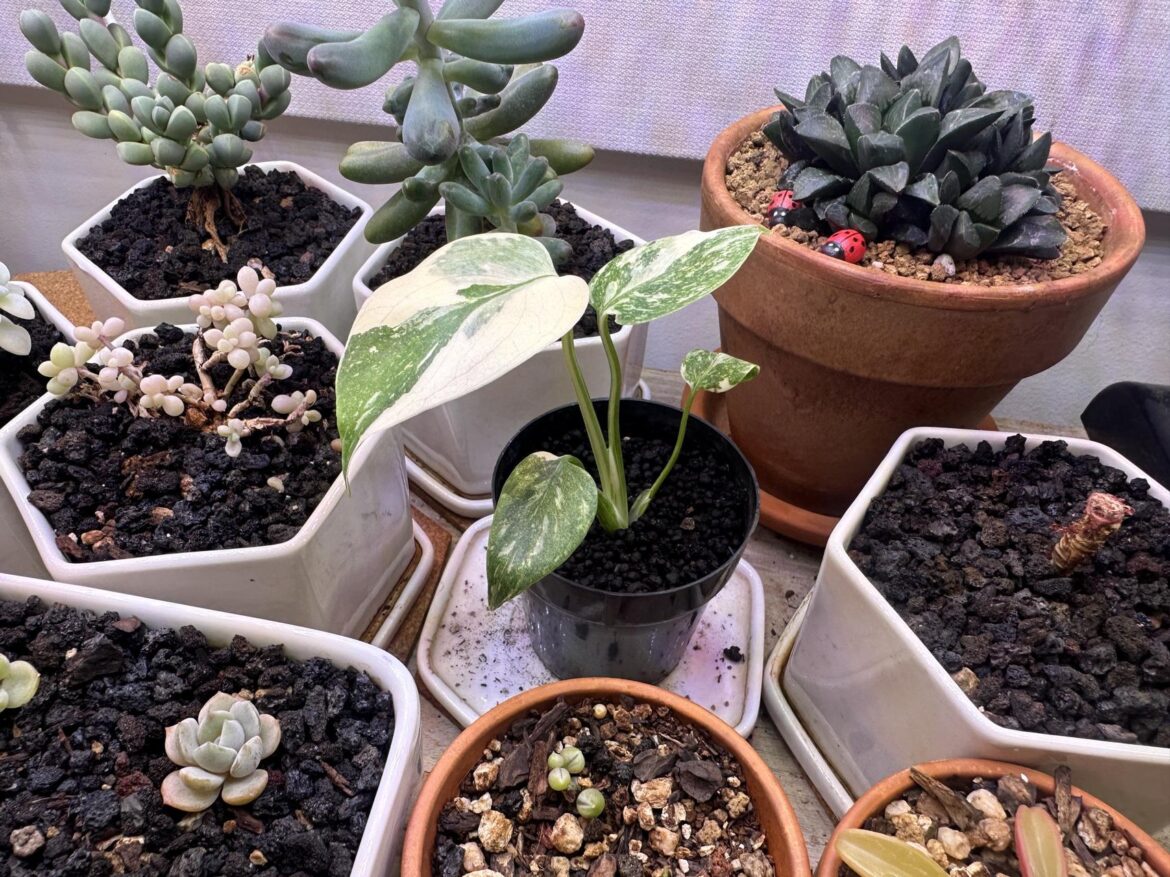 A little something different has found it's way into my succulent prop station! Figured you guys would appreciate, since these aroidy guys seem to be more the general bag around here.