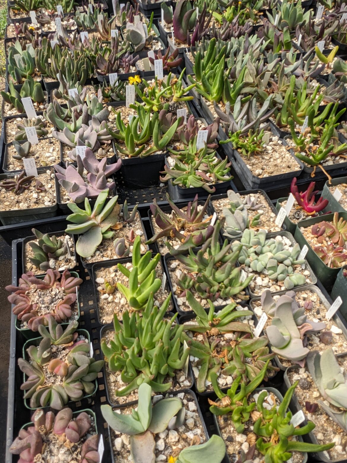 Glottiphyllum collection at the Sphaeroid Institute