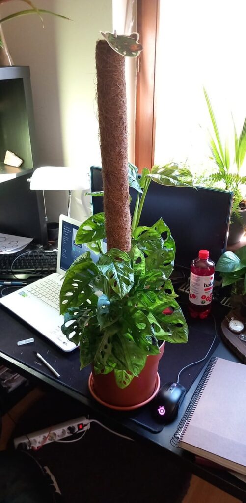 1year Monstera Adansonii journey, thrips.