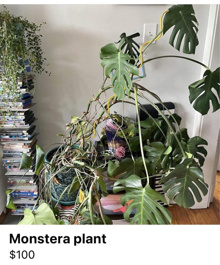 $100 for a vaginated horizontal monstera