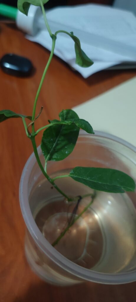 Trying to propagate Hammock viper's tail (Pentalinon luteum)